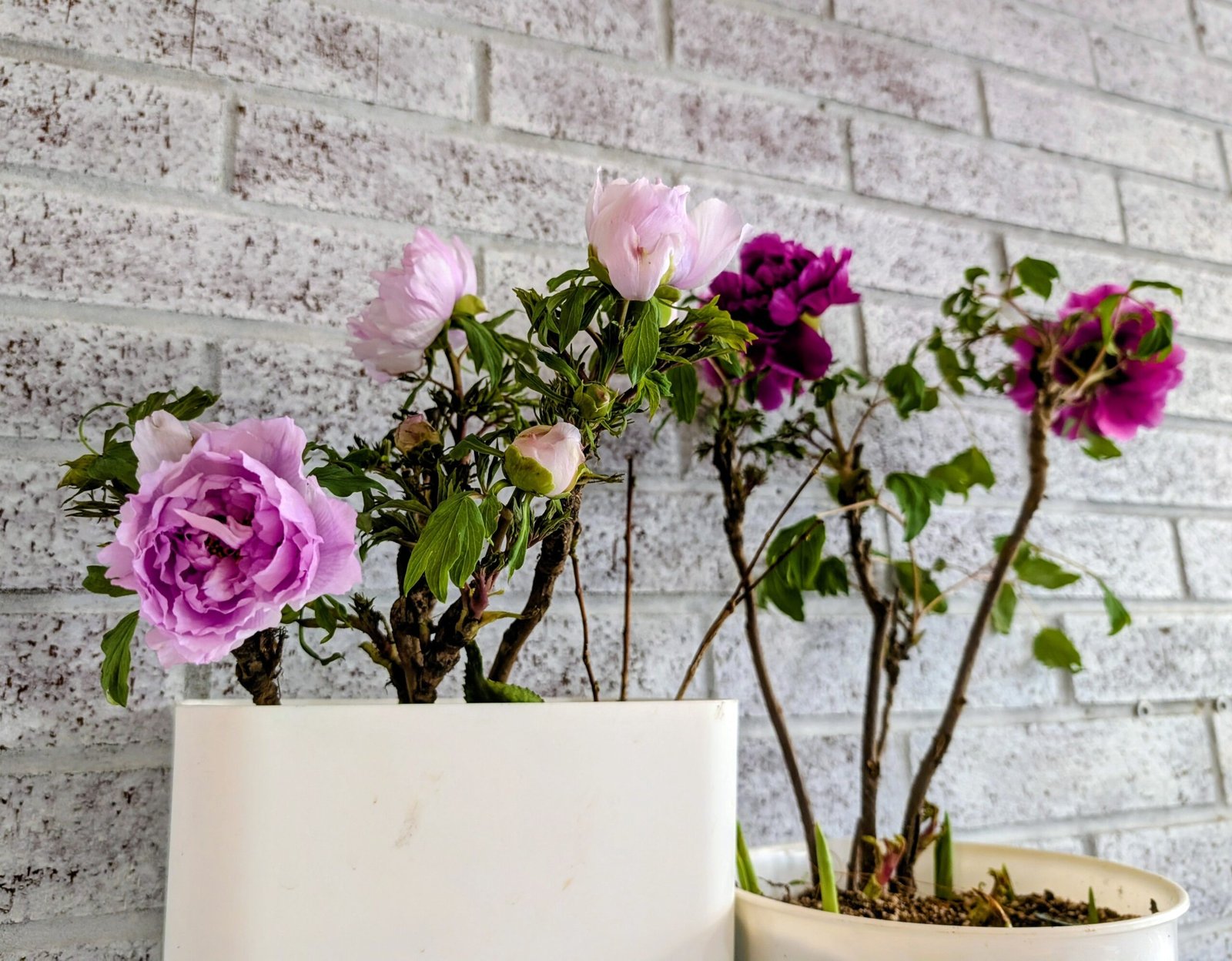 "Prosperous Family" large flower tree peony - Image 7