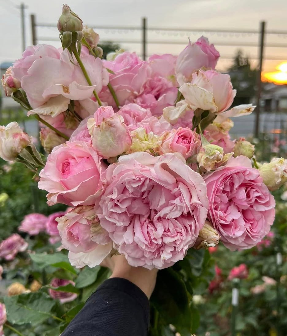 Yves l'Esprit de Fille garden rose plant flower bush shrub - Image 5