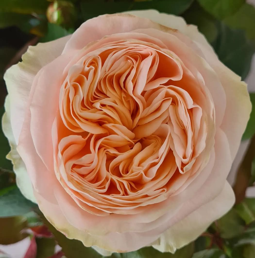 Priscilla color changing garden rose plant flower bush shrub - Image 2