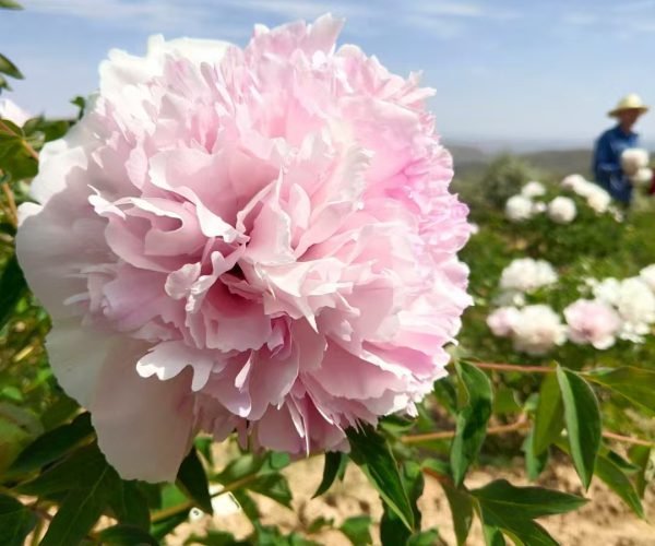 "Fen Yu Sheng Hui" tree peony - Image 4