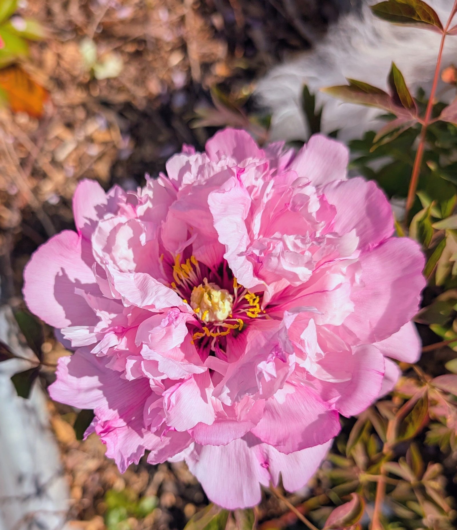 "Pink crown jade beads" tree peony - Image 12