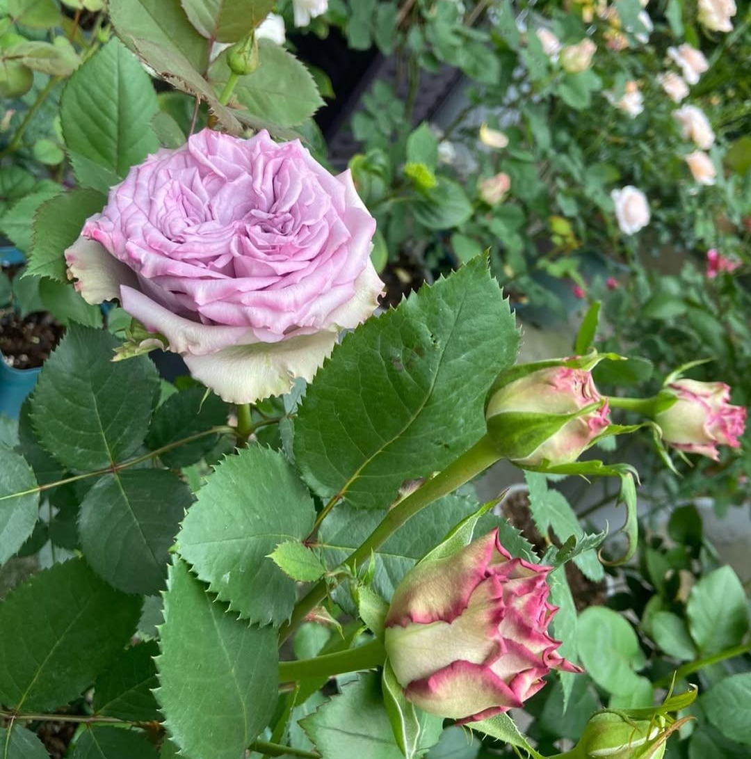 Dolcetto lookalike garden rose plant flower bush shrub - Image 3