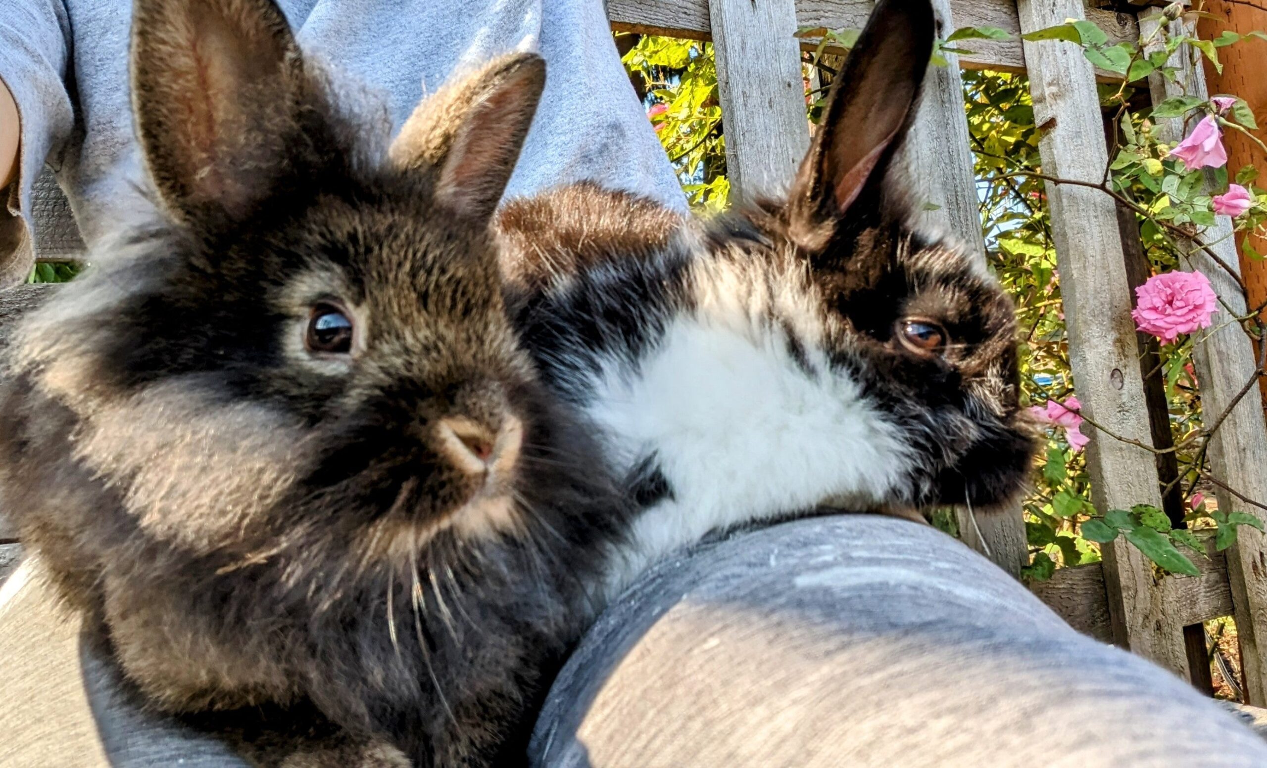 2-6 month old bunny rabbits - Image 12