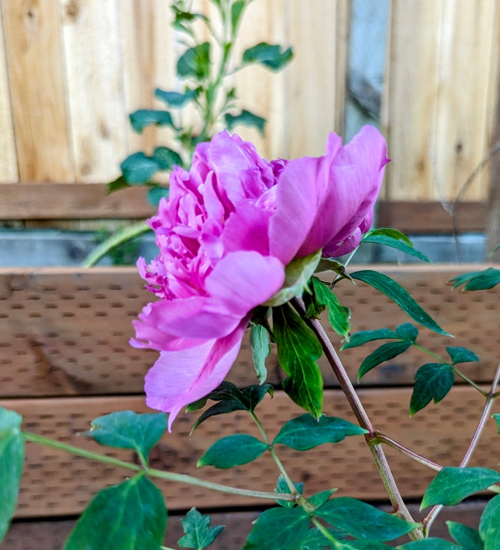 "Lavender Silk" large flower cold hardy part shade tree peony - Image 7