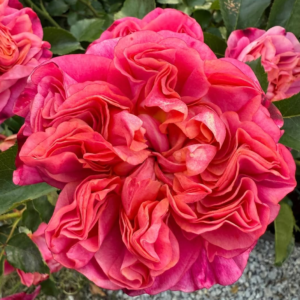 Moj garden rose plant large flower bush deciduous shrub