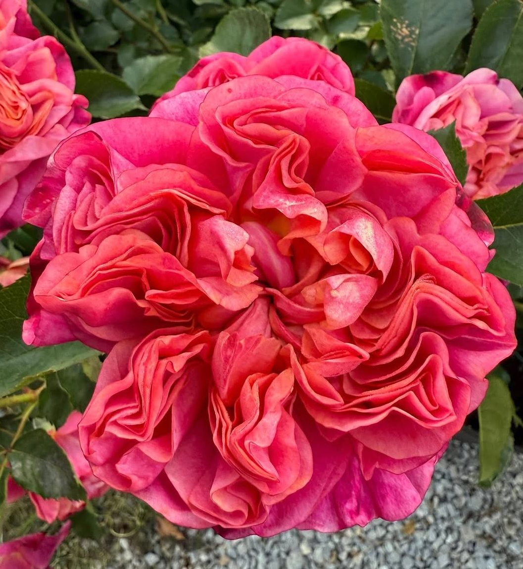 Moj garden rose plant large flower bush deciduous shrub