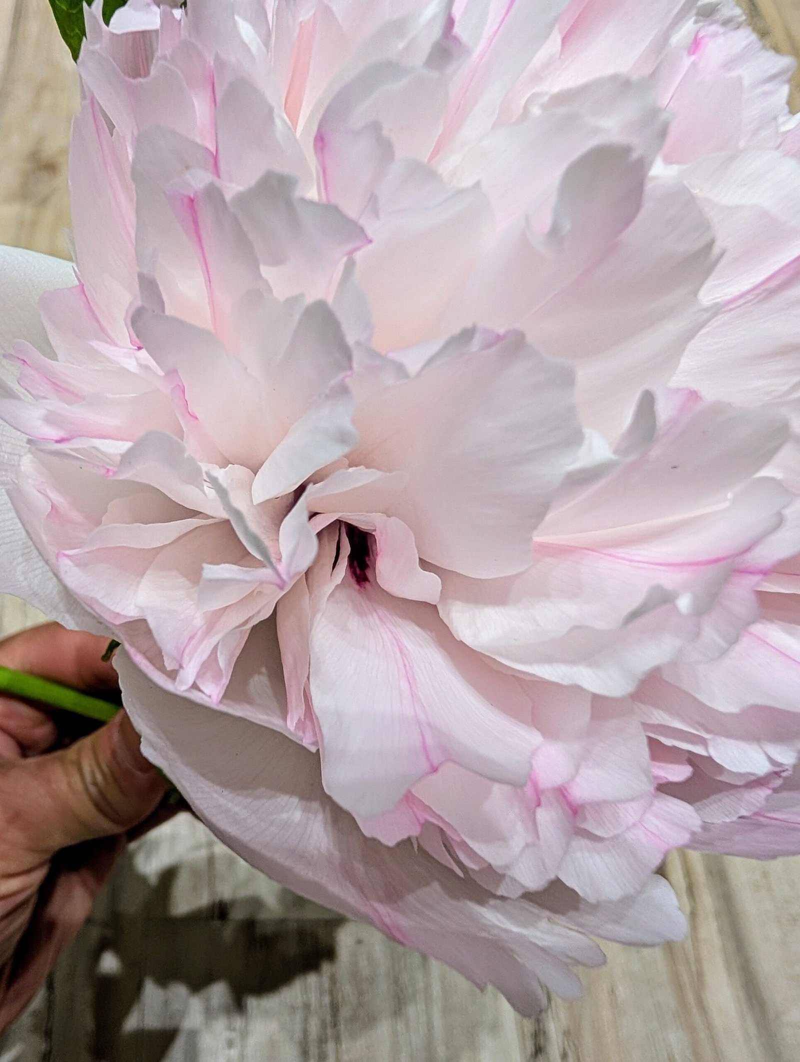 "Red thread girl" large flower tree peony Preorder for fall 2026 - Image 9