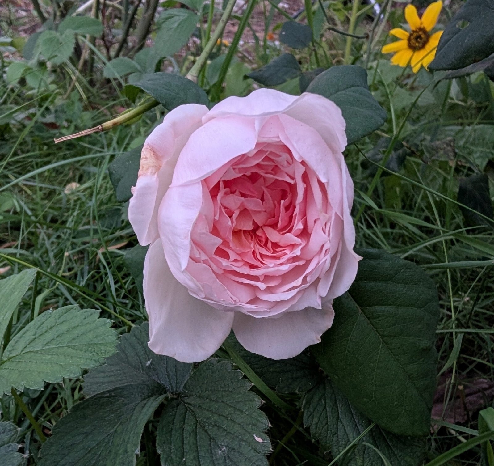 Sweet Frances few thorns rose plant - Image 2