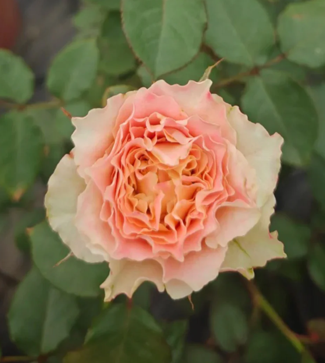 C.S. Louise lookalike garden rose plant flower bush shrub - Image 2