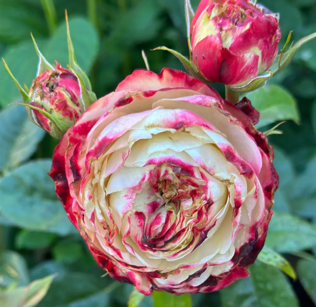 Apple Jack rose plant - Image 5