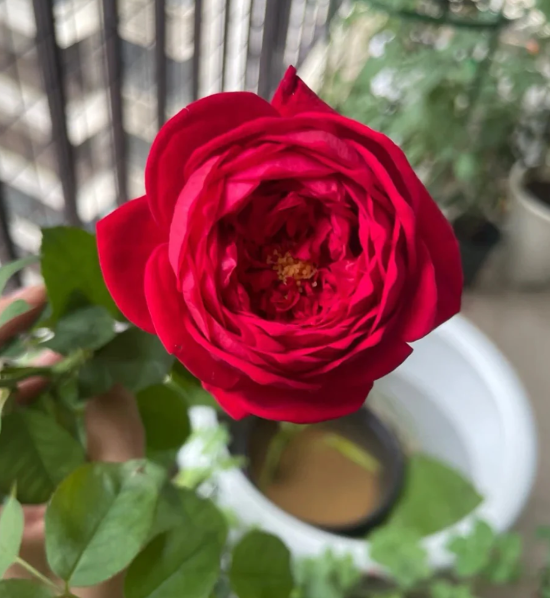 Peony Red garden rose plant flower bush deciduous shrub - Image 2