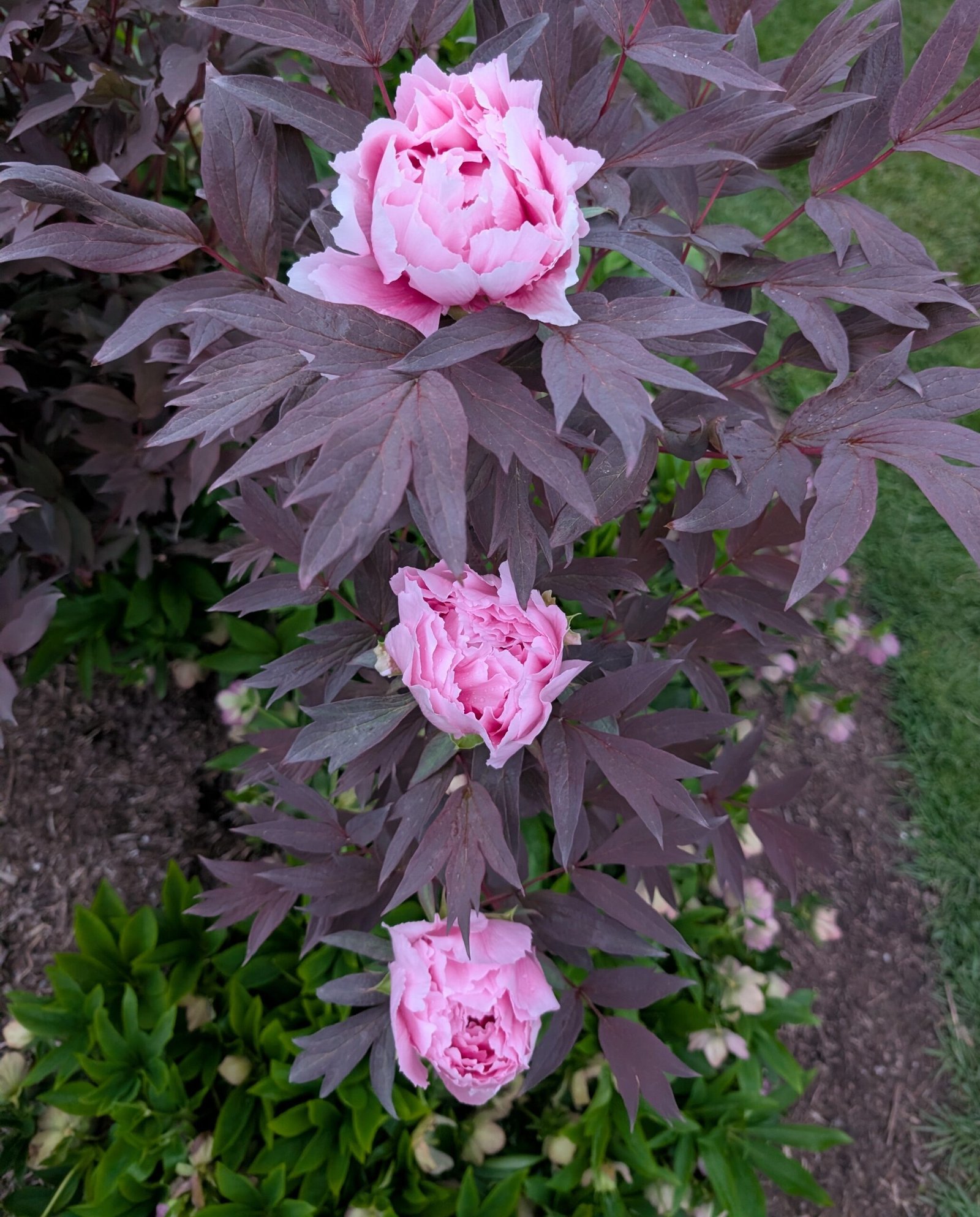 Purple leaf pink Eternal Camellias Japanese tree peony - Image 3