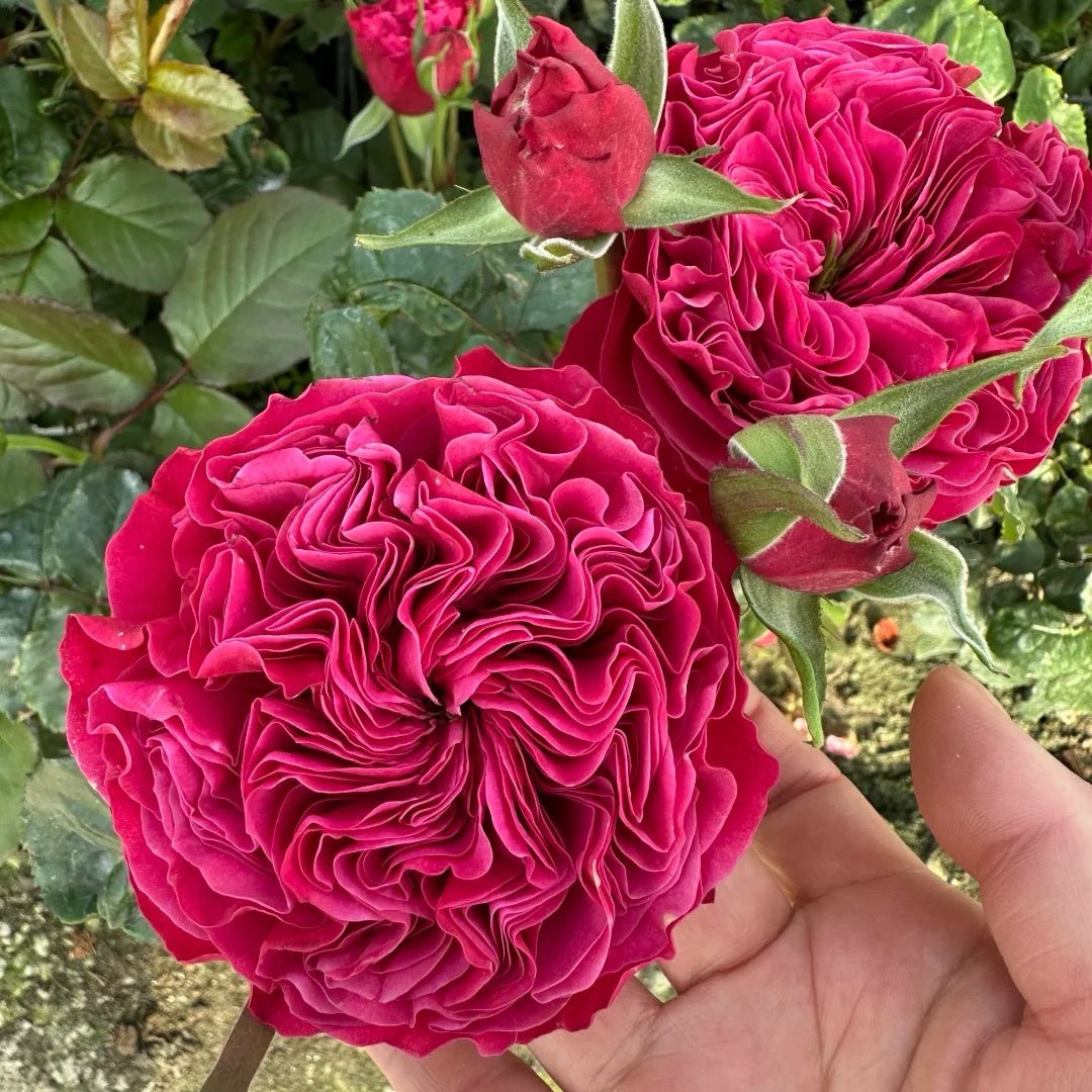 Pink N. Pretty garden rose plant flower bush shrub