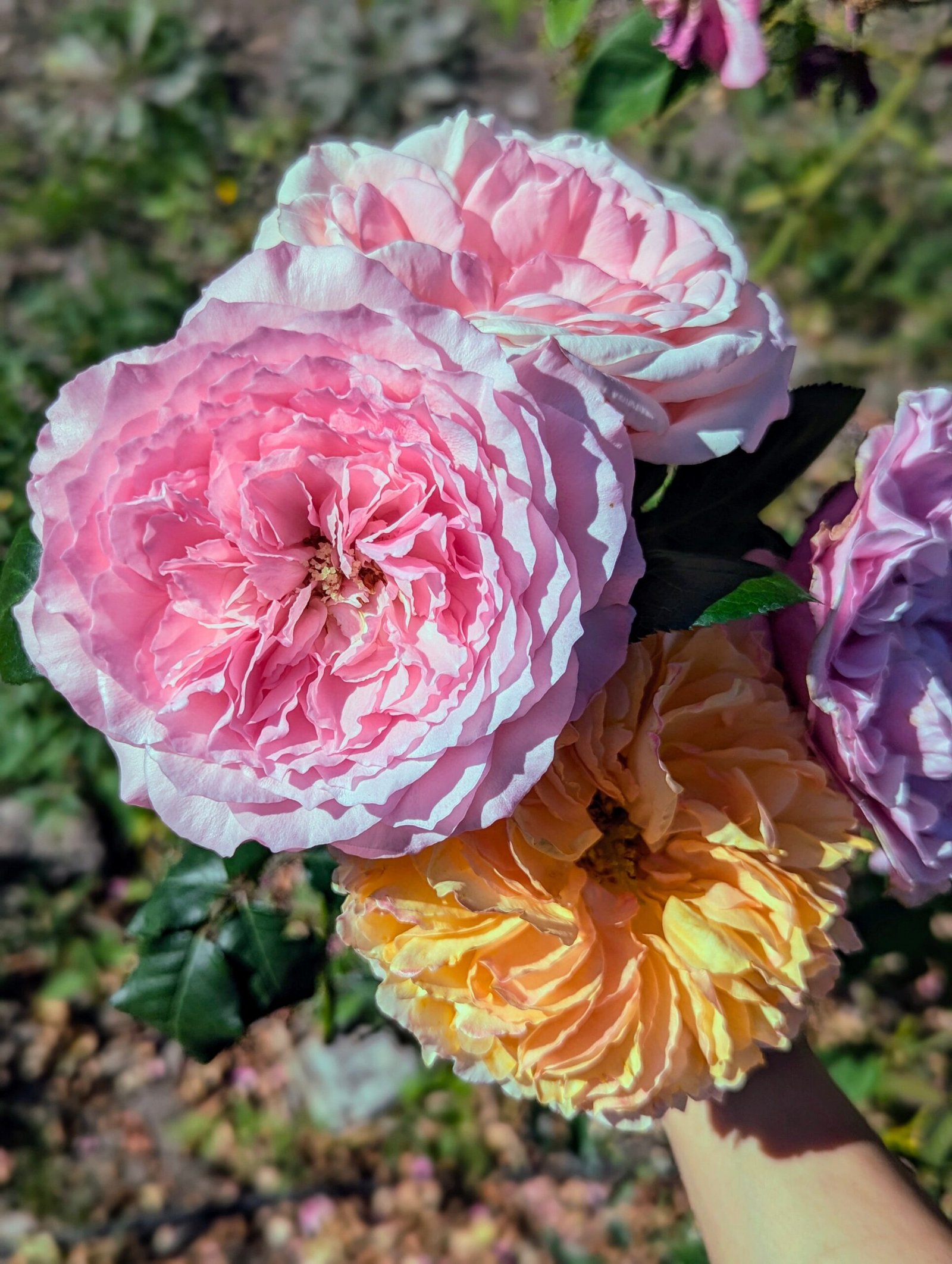 Mayra P. garden rose plant flower bush deciduous shrub - Image 2