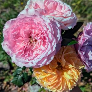 Mayra Pink garden rose plant flower bush shrub