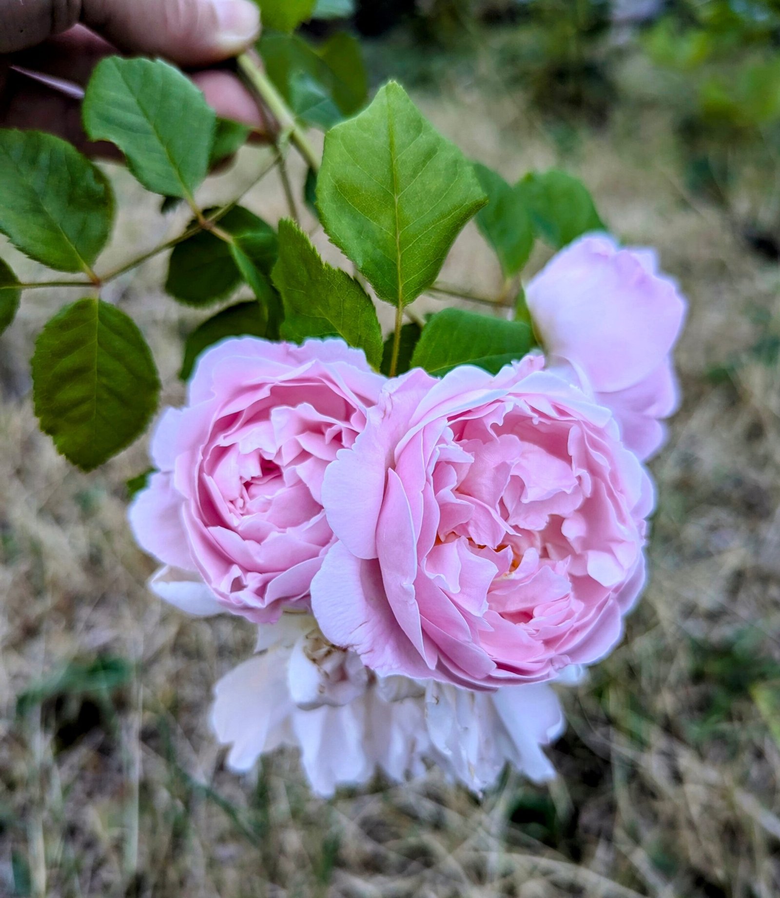 10 mixed rose plants: English Ausjameson, her lover Romeo, Ausimmon and her other friends - Image 8