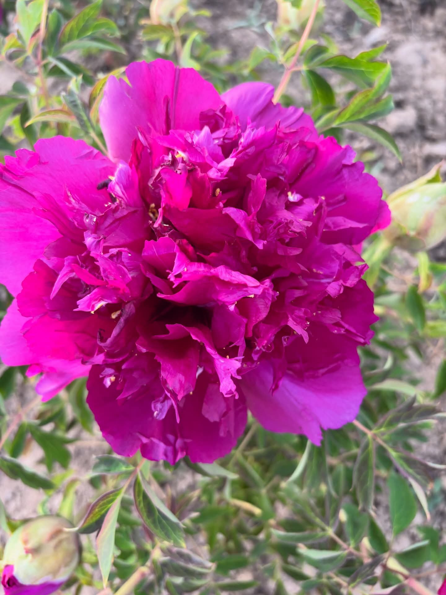 Cheng Xin tree peony - Image 2