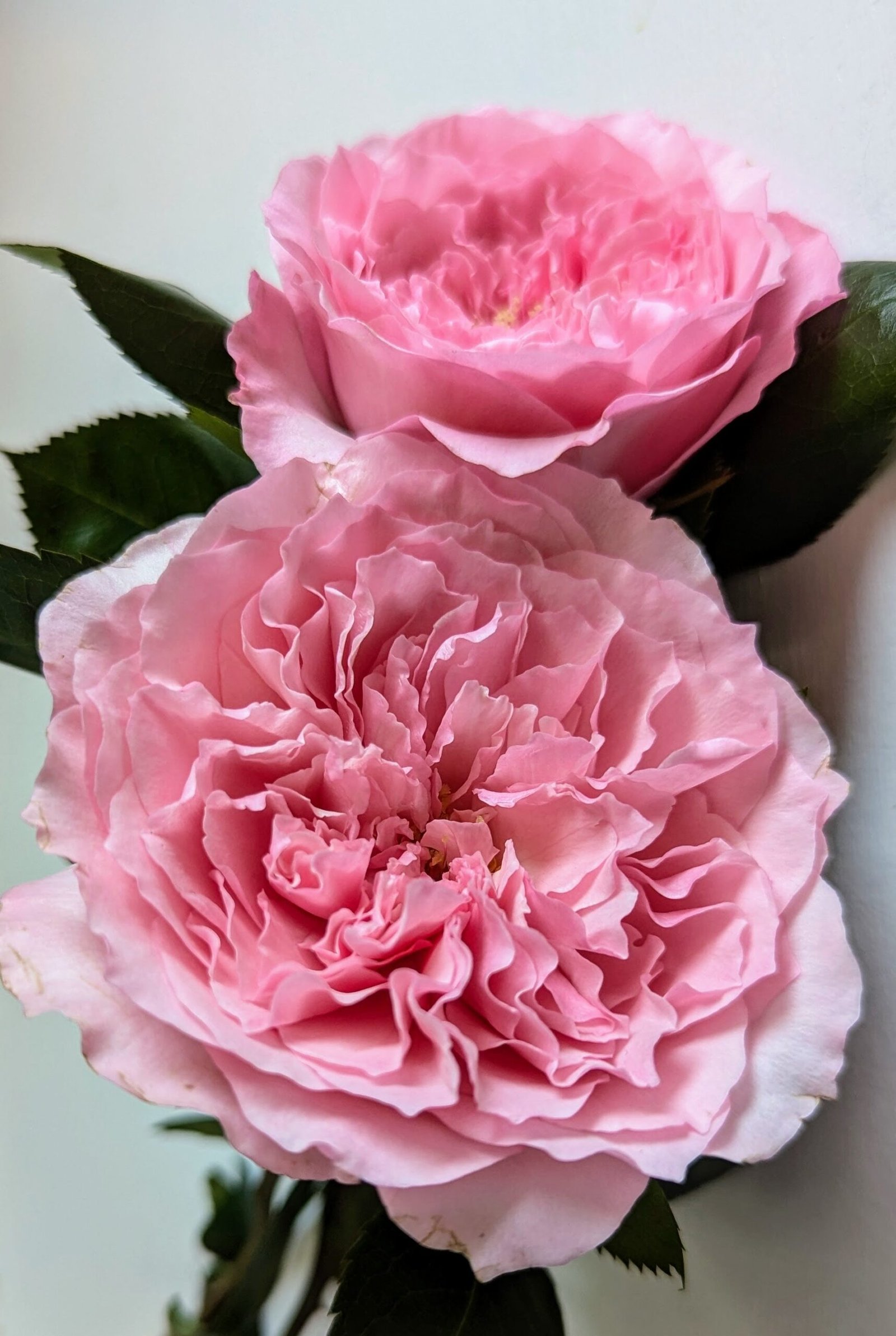 Mayra Pink garden rose plant flower bush shrub - Image 9
