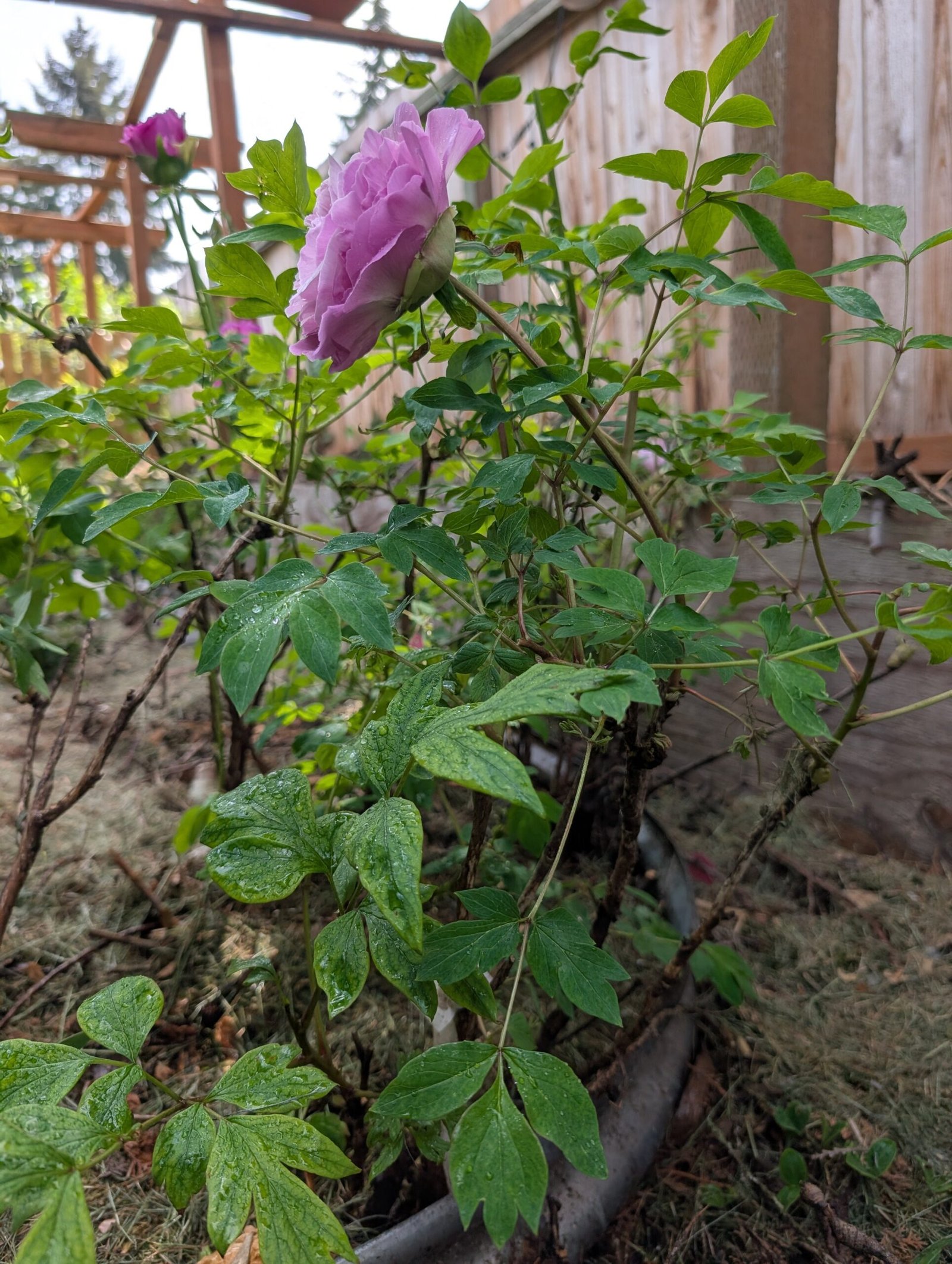 tree peony - Image 9
