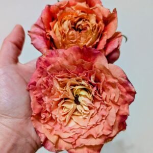 O. Romantica lookalike garden rose plant flower bush deciduous shrub