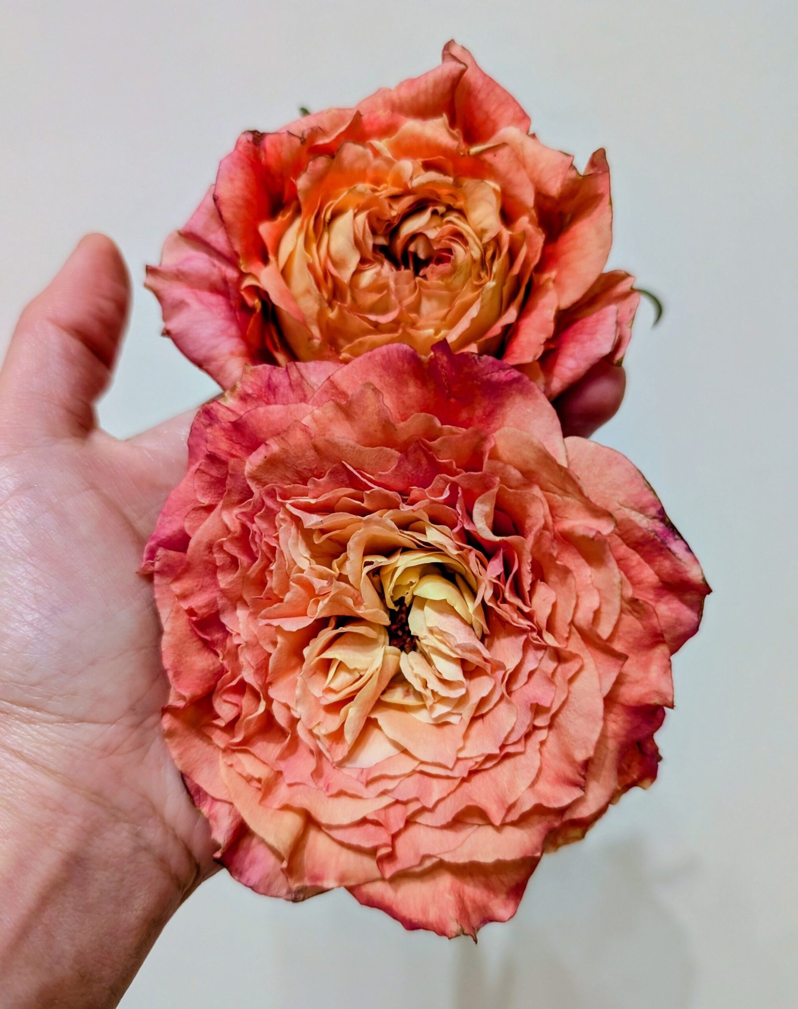 O. Romantica lookalike garden rose plant flower bush deciduous shrub