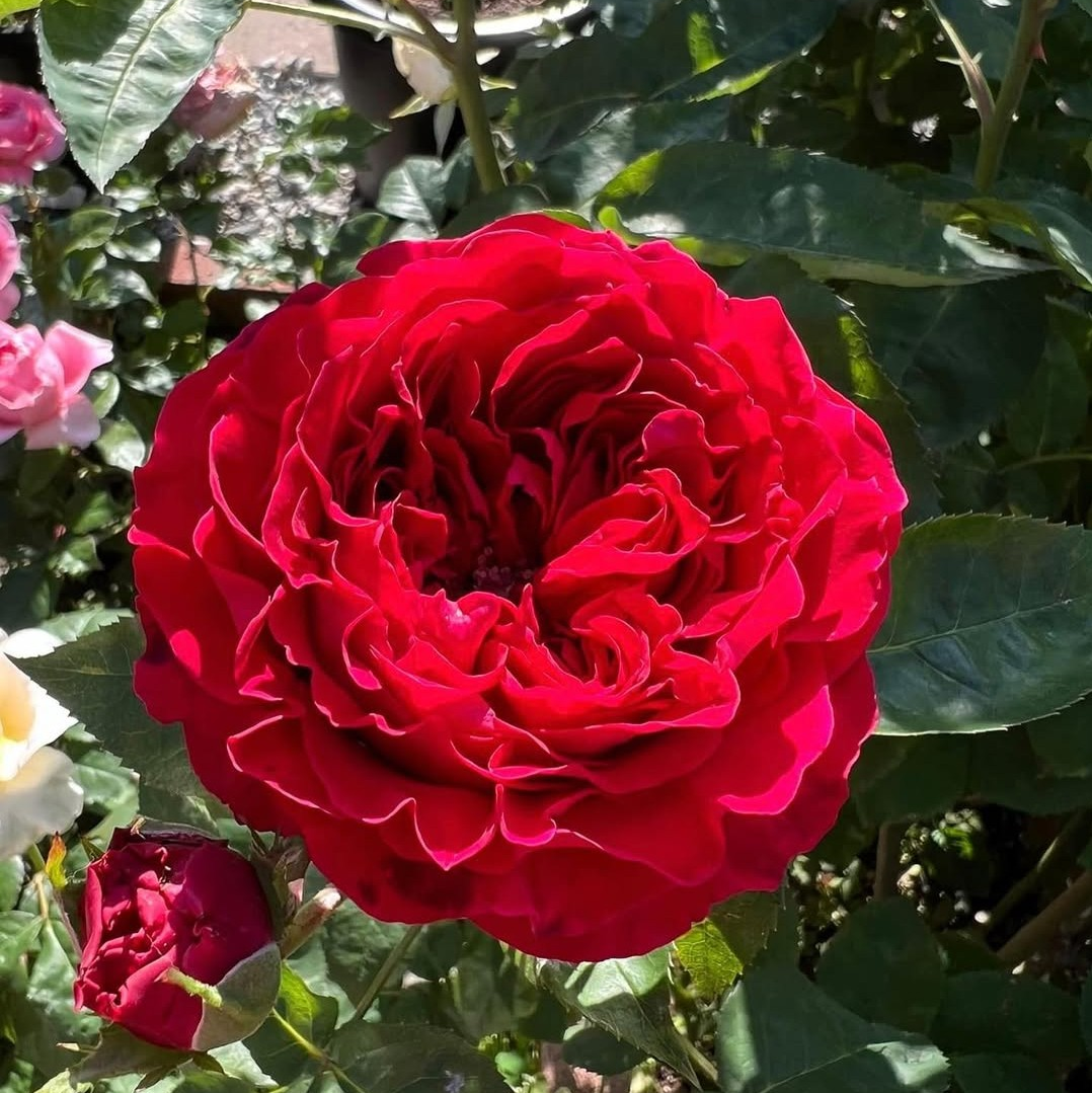 Te red wedding garden rose plant large flower bush deciduous shrub - Image 3