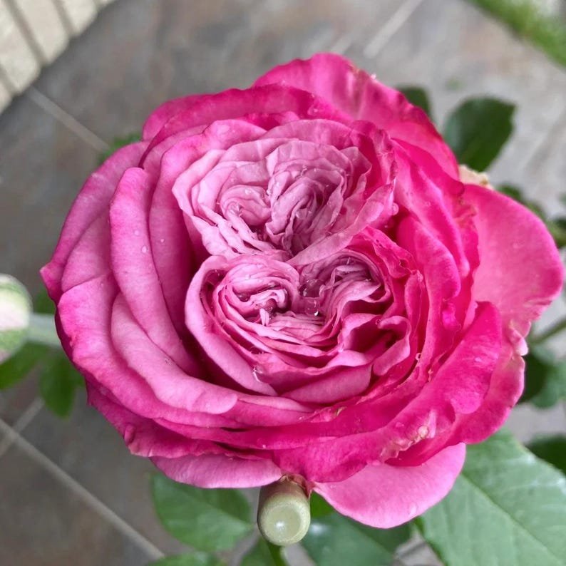 Queen Crown garden rose plant flower bush shrub - Image 2