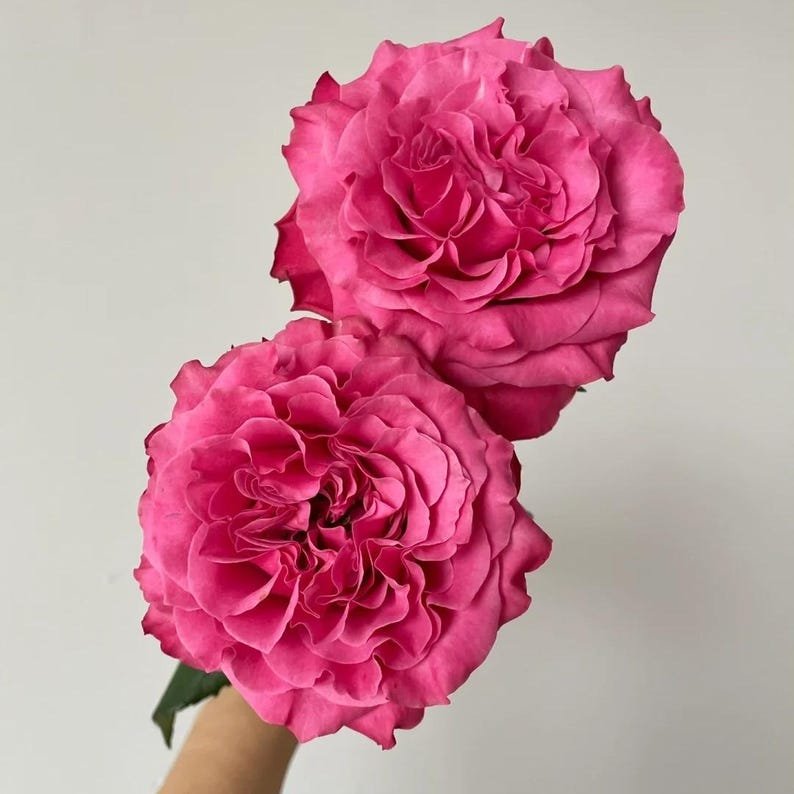 Queen Crown garden rose plant flower bush shrub - Image 4