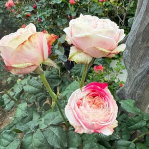 Tamaki garden rose plant flower bush shrub