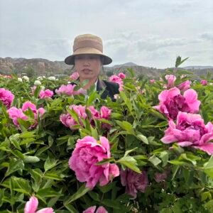 "Peach Blossom Manor" large flower tree peony