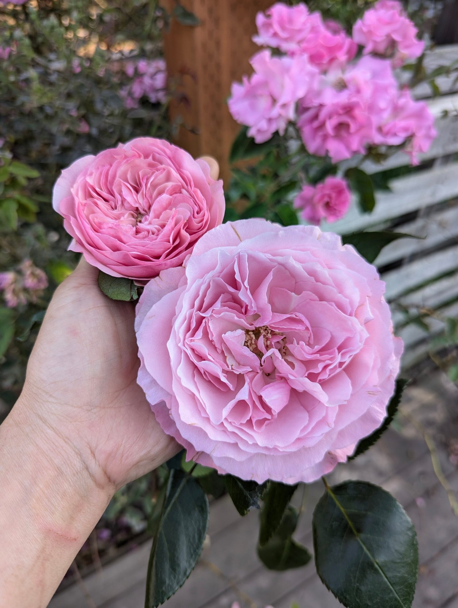 Mayra P. garden rose plant flower bush deciduous shrub - Image 5