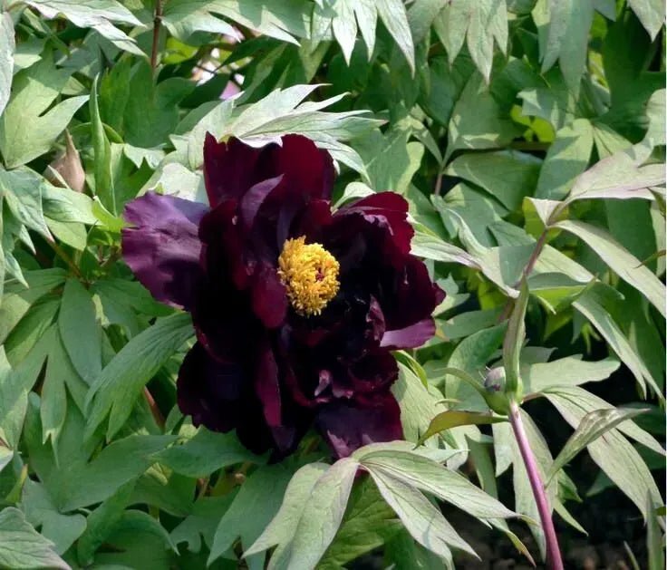 Hatsugarasu Japanese large flower tree peony Preorder for fall 2026 - Image 4