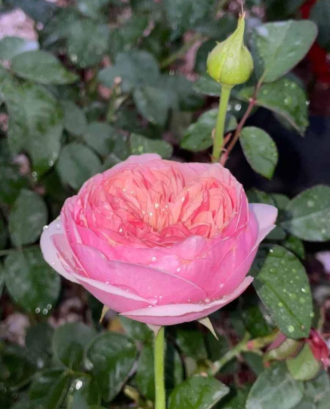 Romeo garden rose plant flower bush deciduous shrub - Image 5