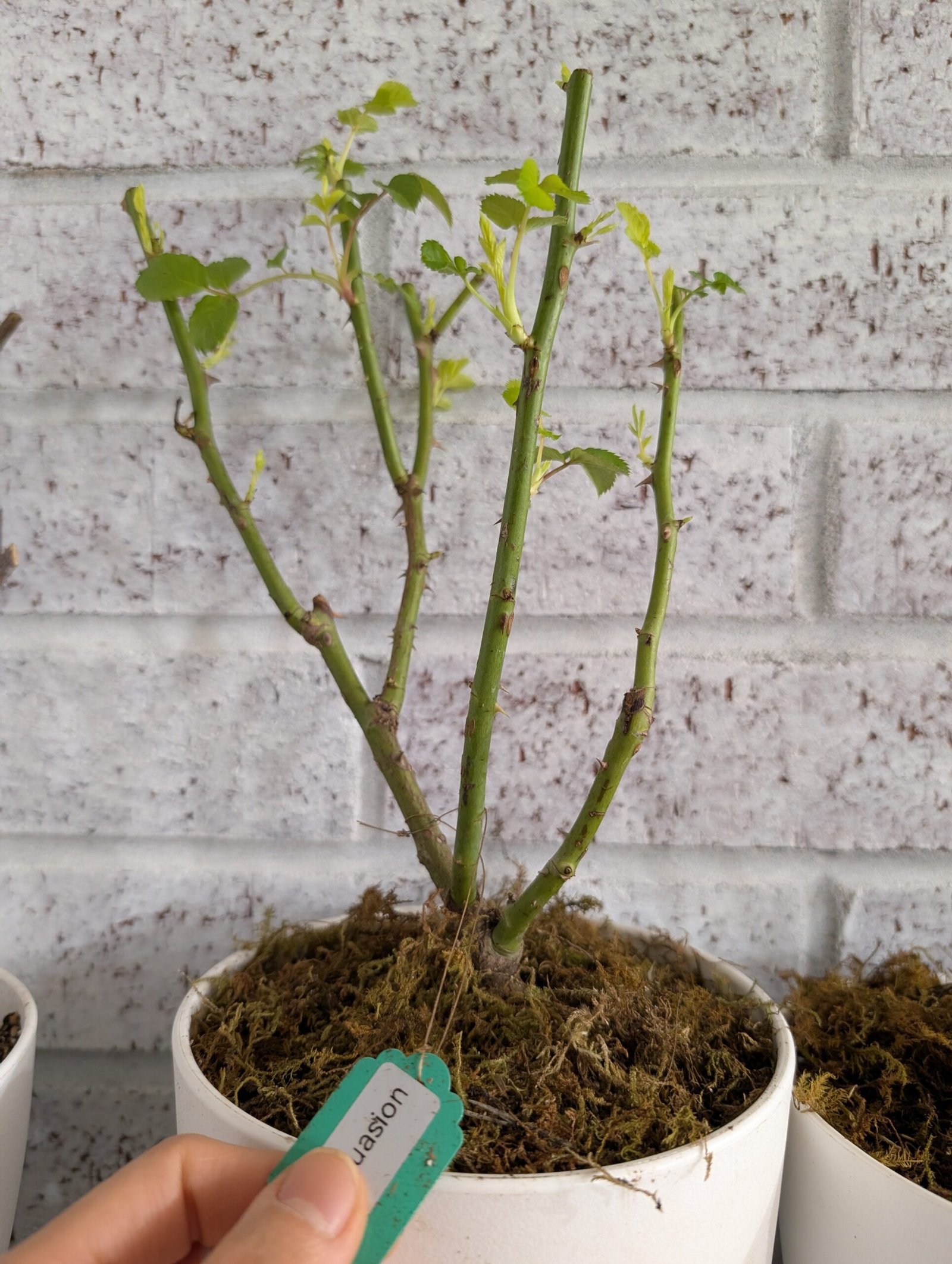 Blue Silk Ball Lan Si Qiu garden rose plant flower bush - Image 22