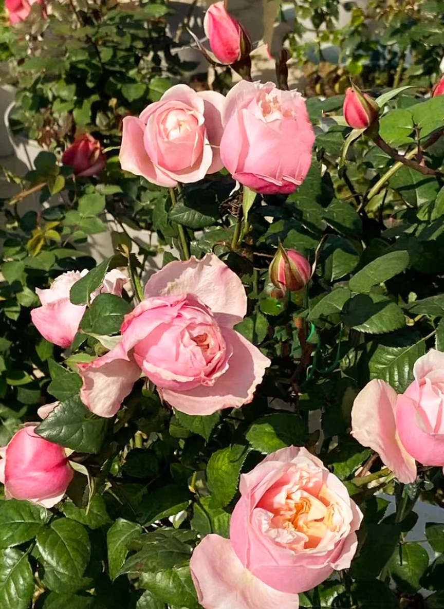 Notting Hill garden rose plant large flower bush deciduous shrub - Image 2