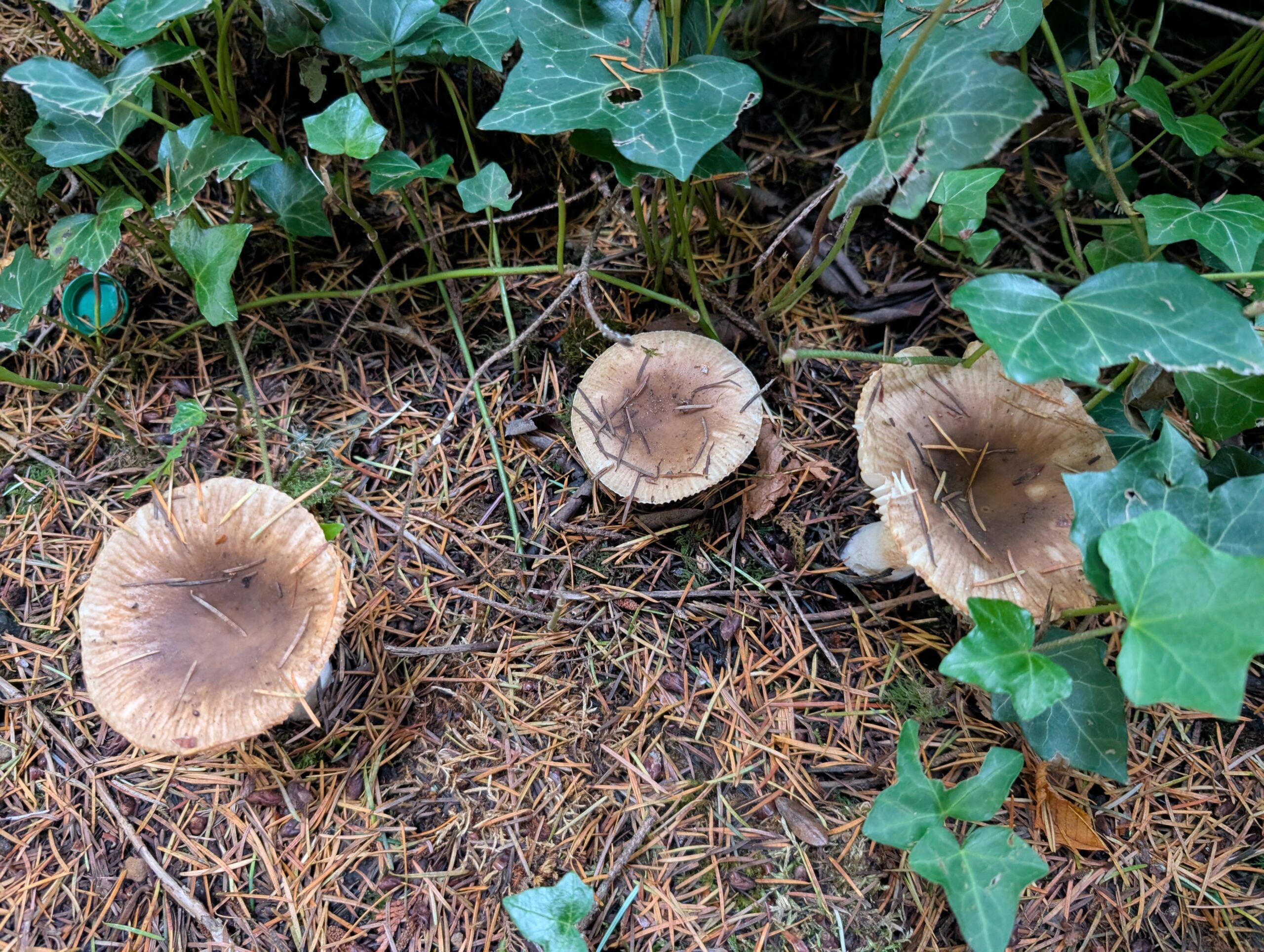 Russula mushroom spores - Image 2