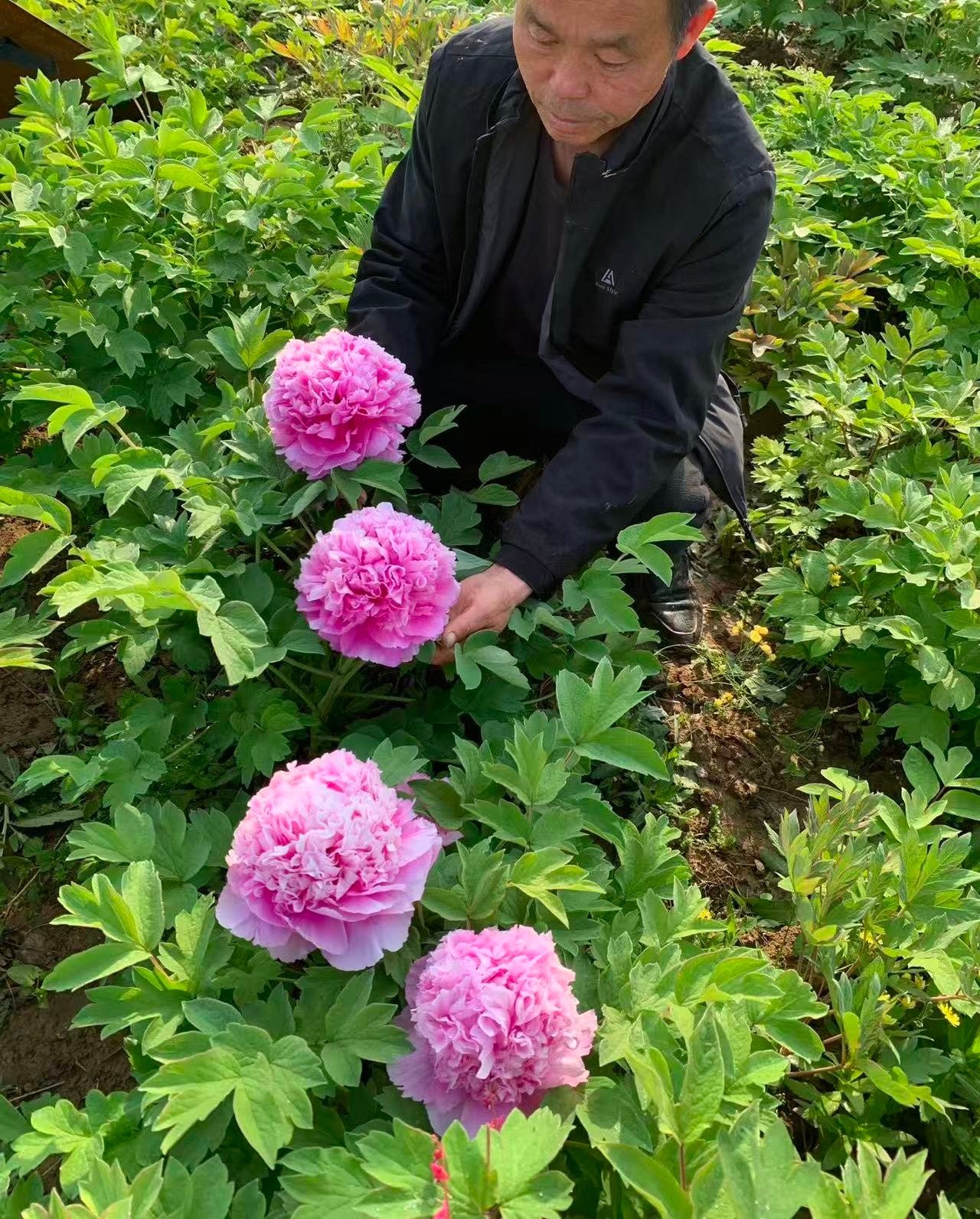 Random and lost tag large flower tree peony with flowers - Image 12
