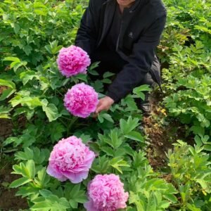 Purple Blue King tree peony