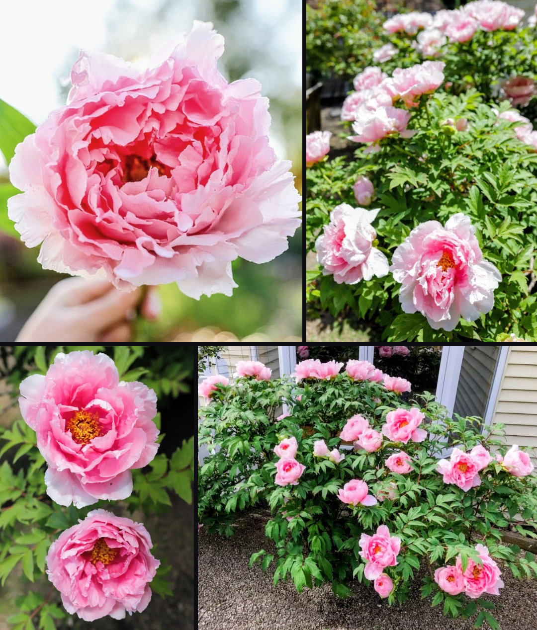 Hanakisoi Japanese large flower tree peony - Image 3