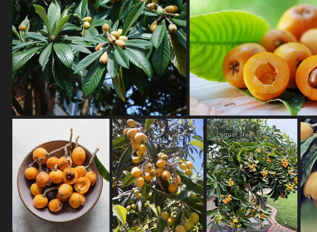 Free mixed loquat cuttings