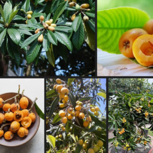 Free mixed loquat cuttings