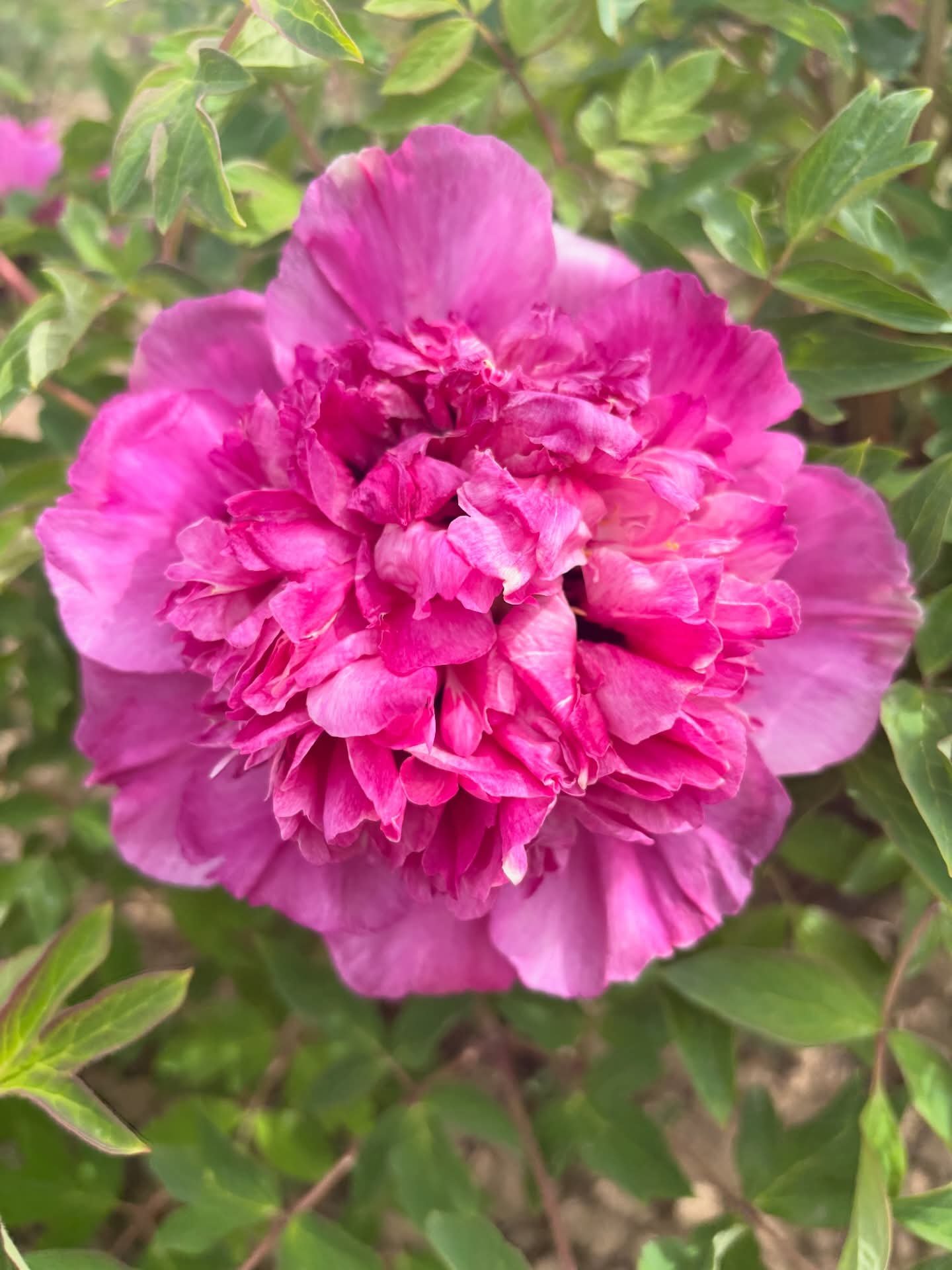 Tao Yuan Sheng Hui tree peony - Image 2