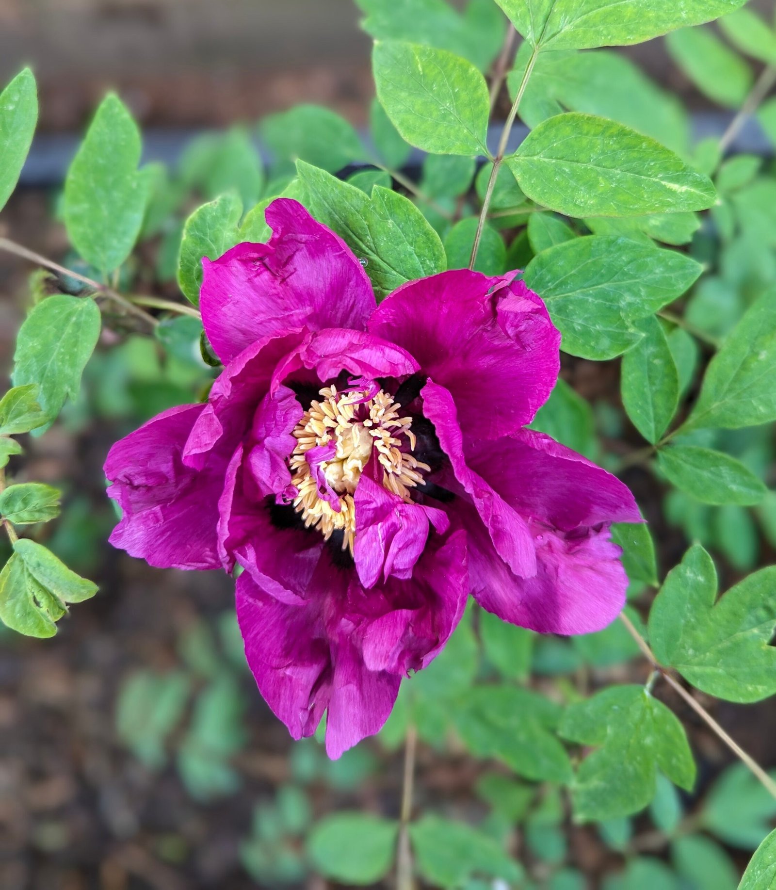 "Sweet Magic" large flower tree peony Preorder for fall 2026 - Image 5