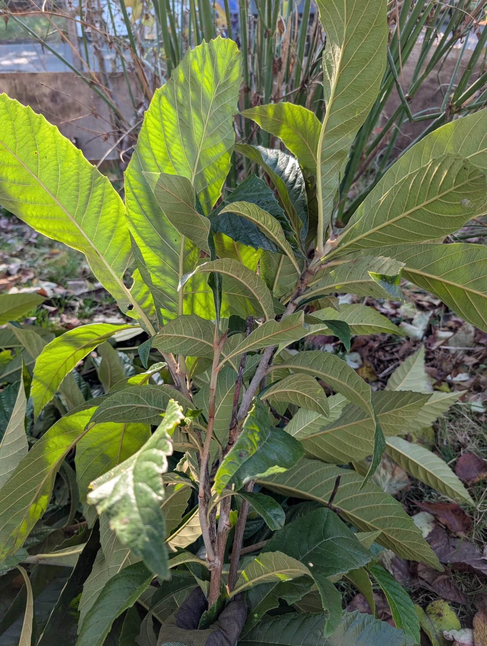 Free mixed loquat cuttings - Image 2