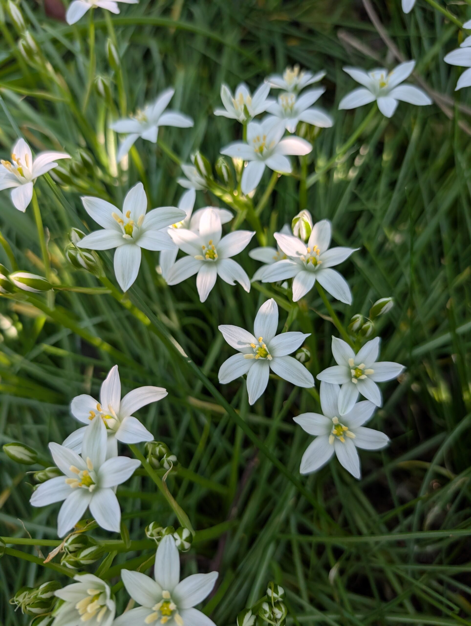 Free white Stars of Bethlehem plants - Image 2