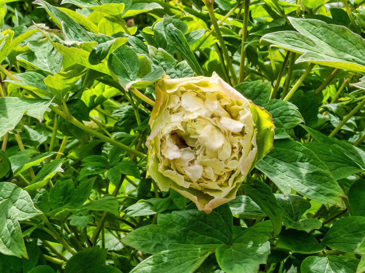 "Green peas" large flower tree peony - Preorder for fall 2026 - Image 7