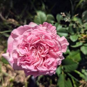 Ashle thornless rose rose plant flower bush shrub