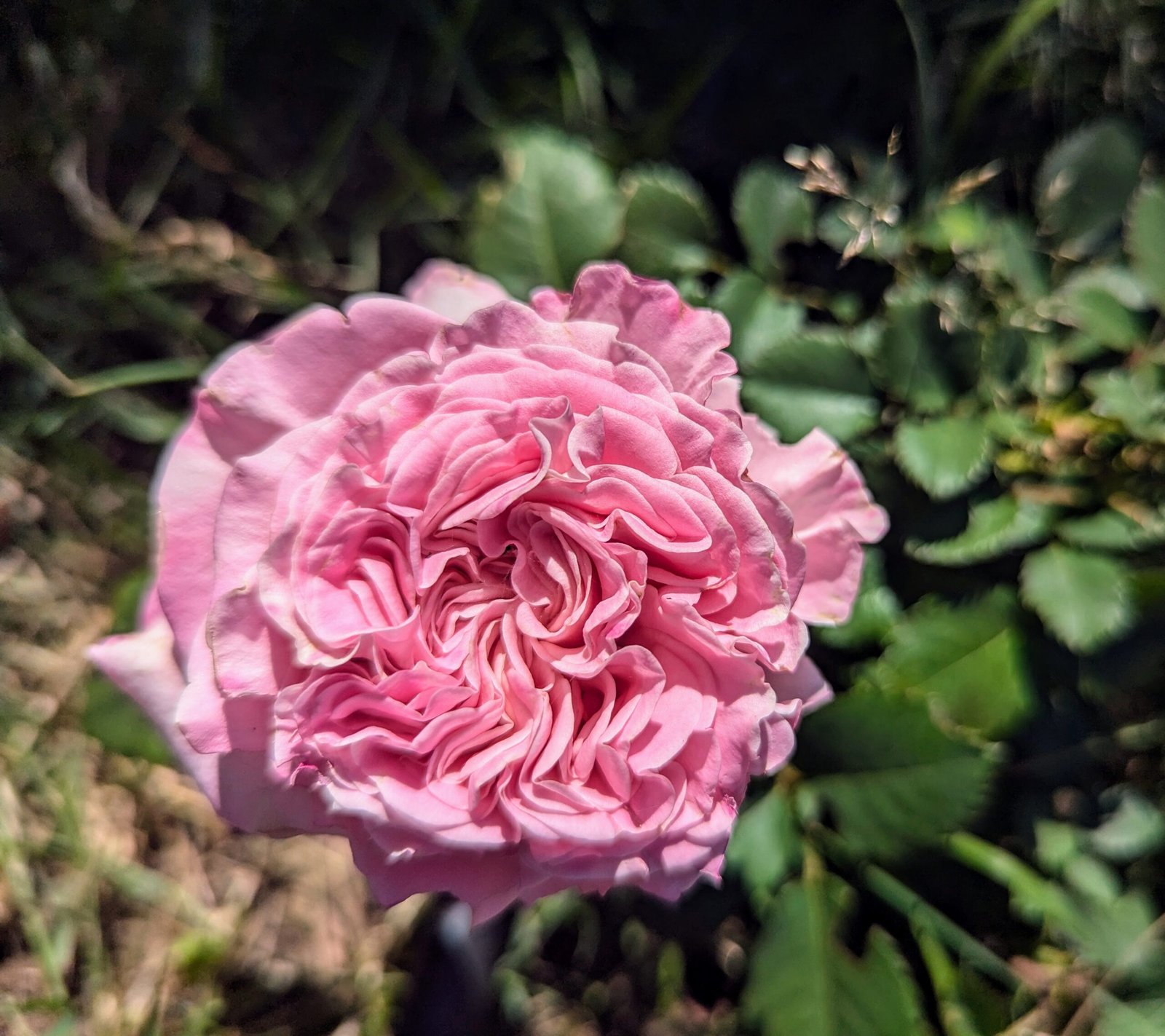 Ashle thornless rose rose plant flower bush shrub