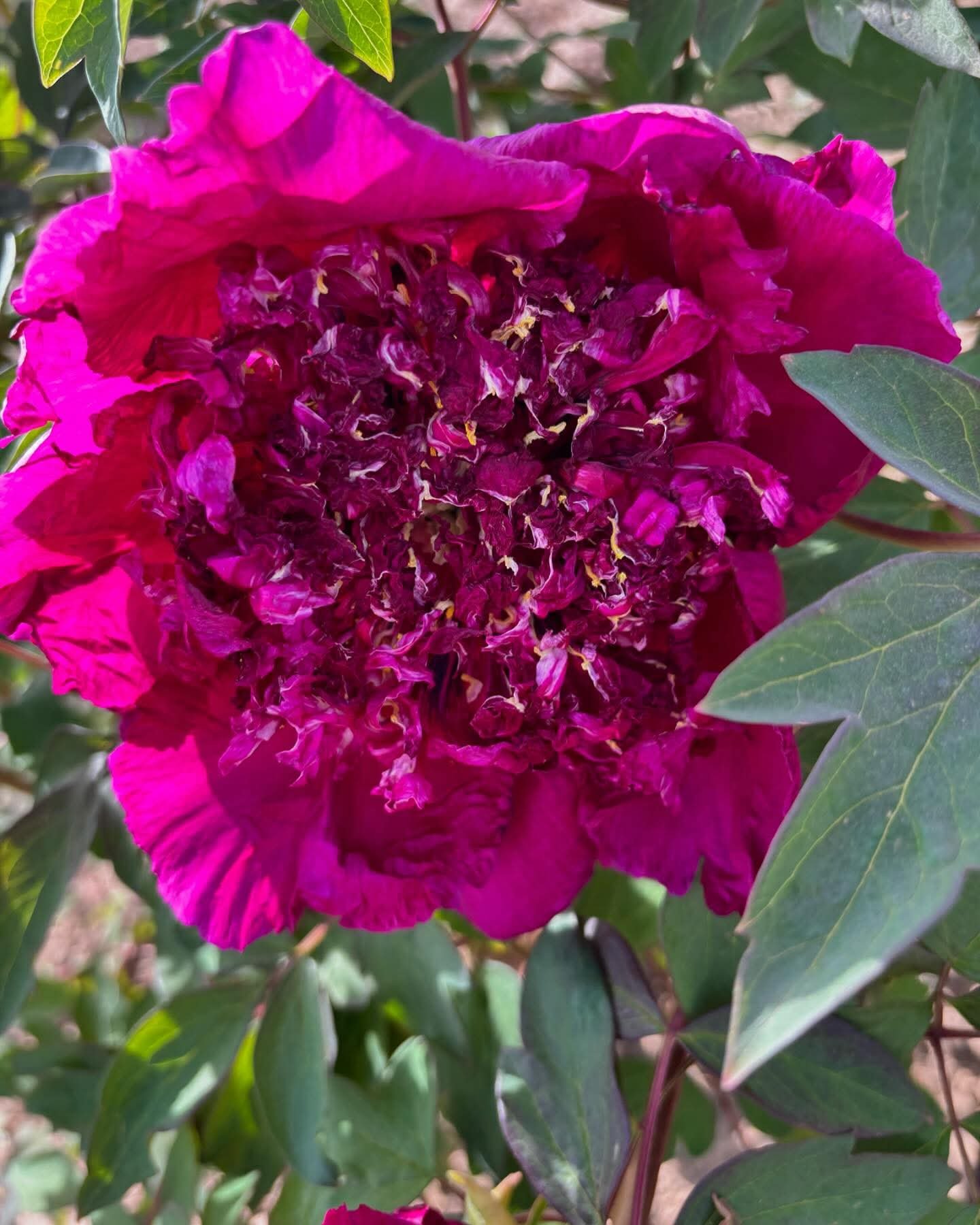 Chrysanthemum Moon Zi Ju Ban Yue tree peony - Image 7