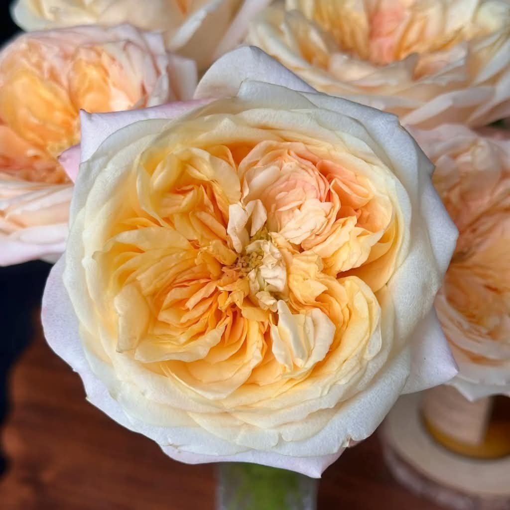 Peach Cream Xpression garden rose plant flower bush shrub - Image 5